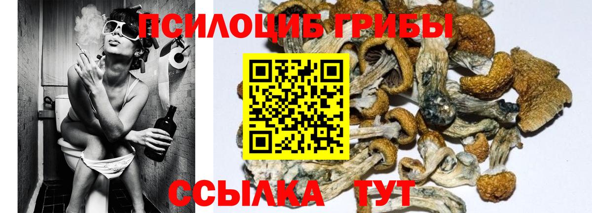 Галлюциногенные грибы прущие грибы Александров